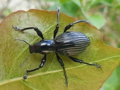 Pachyrrhynchus pinorum