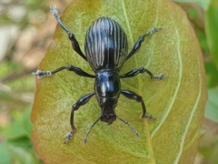 Pachyrrhynchus pinorum