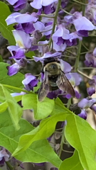 Xylocopa virginica