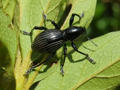 Pachyrrhynchus pinorum