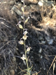 Streptanthus glandulosus albidus