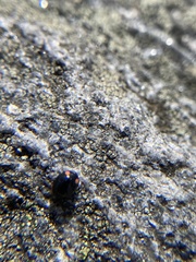 Hyperaspis bigeminata