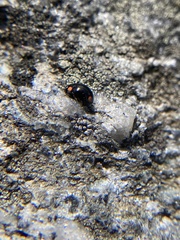 Hyperaspis bigeminata