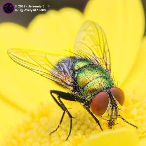 בוהקן ירוק (Green Bottle Fly)