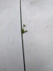 Juncus effusus