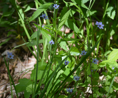 Sisyrinchieae