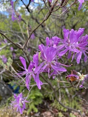 Rhododendron canadense