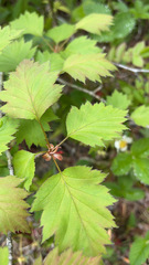 Crataegus flabellata