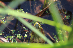 Lithobates clamitans