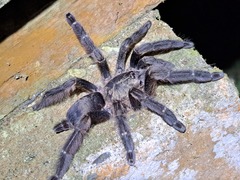 Tapinauchenius cupreus