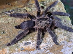 Tapinauchenius cupreus