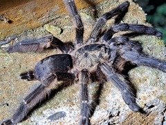 Tapinauchenius cupreus