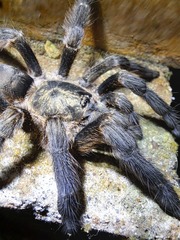 Tapinauchenius cupreus