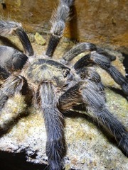 Tapinauchenius cupreus