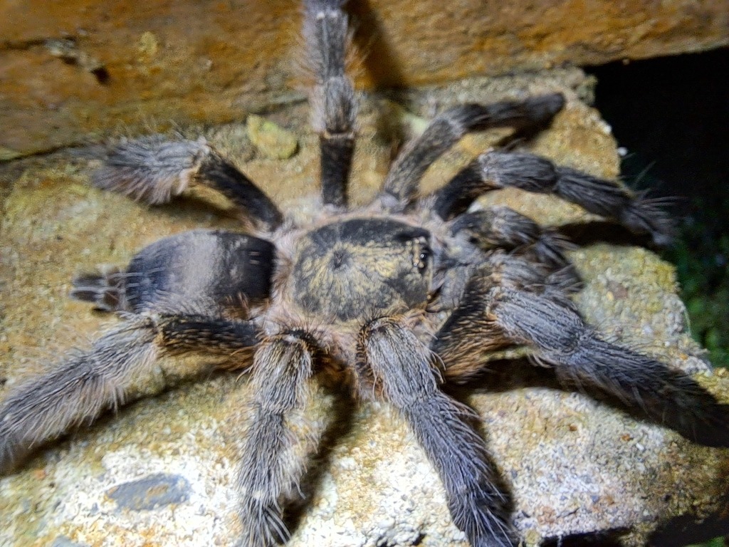 Violet Tree Tarantula