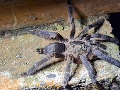 Tapinauchenius cupreus