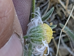 Erigeron concinnus