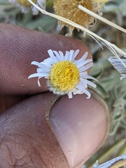 Erigeron concinnus