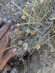 Erigeron concinnus