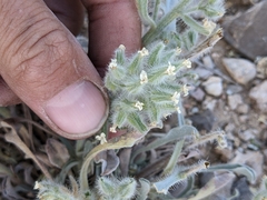 Cryptantha ambigua
