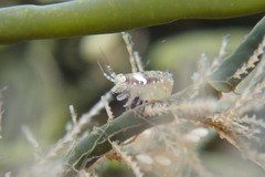 Ischyroceridae