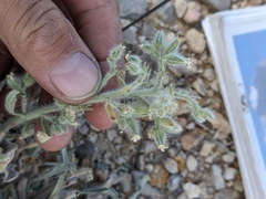 Cryptantha ambigua