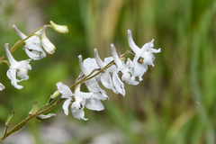 Delphinium carolinianum virescens