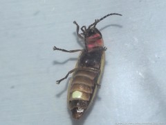 Photinus consimilis