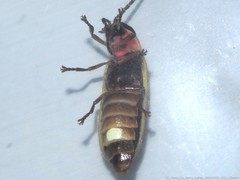 Photinus consimilis