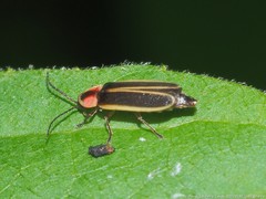 Photinus consimilis