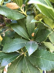 Coccinellidae