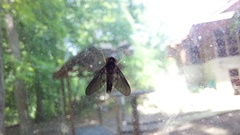 Chrysopilus connexus