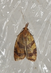 Sparganothis pilleriana