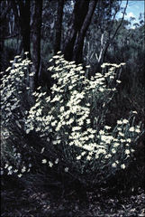 Olearia minor