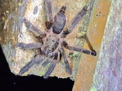 Tapinauchenius cupreus