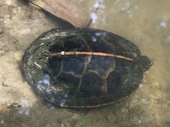 Chrysemys dorsalis