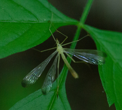 Hylobittacus apicalis