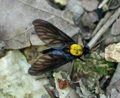 Chrysopilus davisi