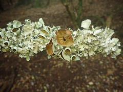 Parmotrema reparatum