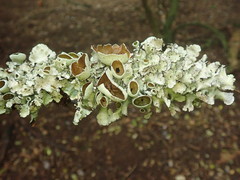 Parmotrema reparatum