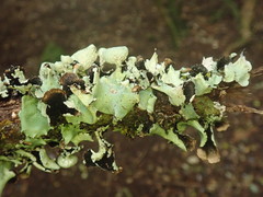 Parmotrema reparatum