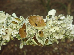 Parmotrema reparatum