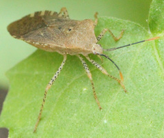 Anasa repetita