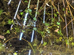 Ranunculus flabellaris