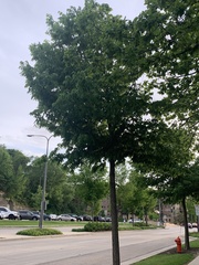 Celtis occidentalis