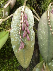 Image of Acianthera pubescens