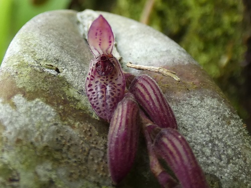 Image of Acianthera pubescens by (c) Kai Squires, some rights reserved (CC BY)