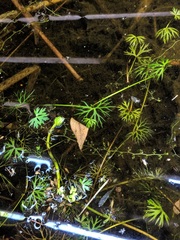 Ranunculus flabellaris