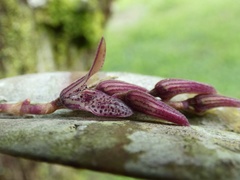 Acianthera pubescens