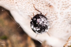 Anisotoma glabra